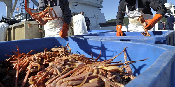 Добытчики морепродуктов предупредили о риске закрытия предприятий