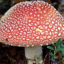 Как грибы проявляют себя в медицине?